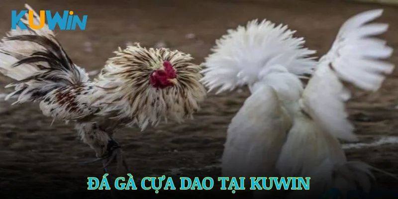 Đá Gà Cựa Dao Kuwin – Bí quyết chơi hiệu quả cho người mới