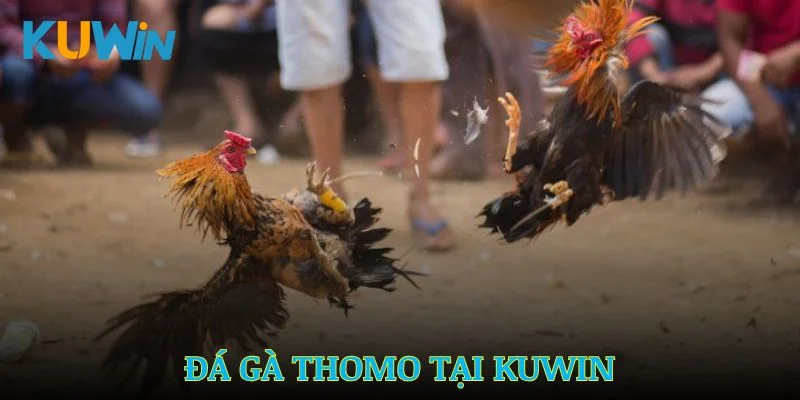 Đá Gà Thomo Kuwin – Kèo cược độc đáo, thắng lớn mỗi ngày
